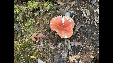 Ivory Bluffs Trail