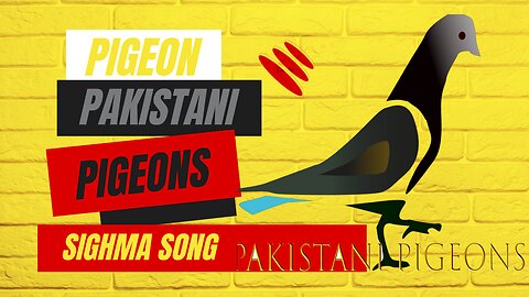 pakistani pigeons