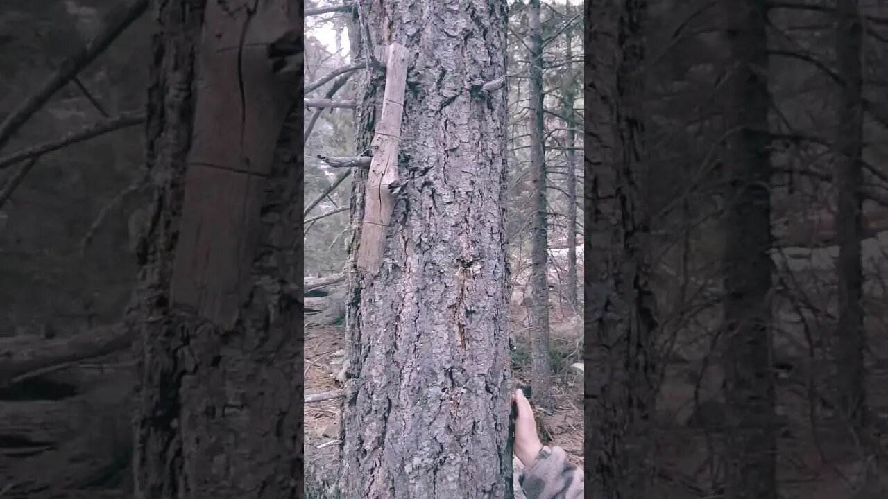 Curiosities in the woods! Can you solve its mysteries? #sasquatch