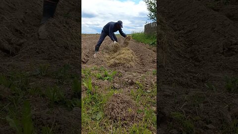 Full Video on How to Remove WEEDS from your Garden | #shorts #short #shortvideo #shortsvideo #like