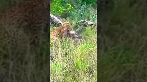 Leopardo ataca Javali que estava escondido