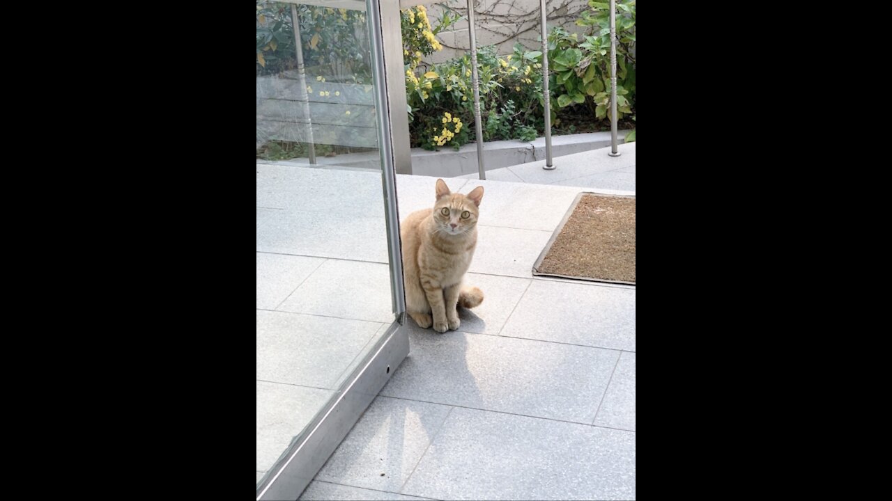 A cheese cat that looks around and eats.