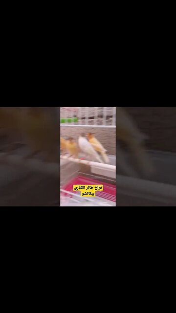 فراخ طائر الكناري بيكاتشو