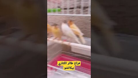 فراخ طائر الكناري بيكاتشو