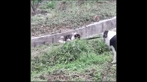 cute and lovely pets helping each other| Must watch
