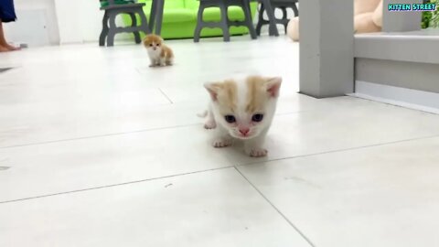 Kitten Willie teaches his sister to run