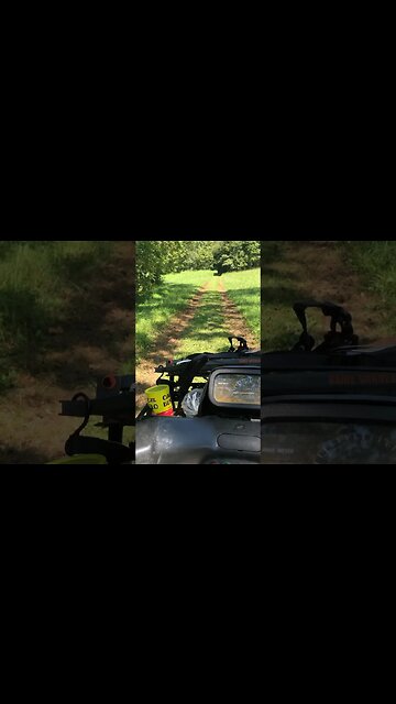 Hanging tree stands in the blazing heat 🥵