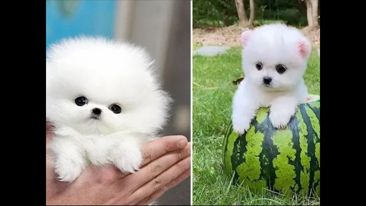 Mini pomeranian 🔴 funny and cute pomeranian funny puppy videos