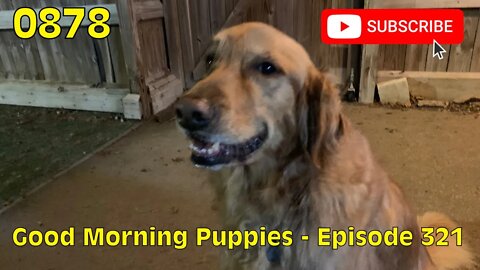 [0878] GOOD MORNING PUPPIES - EPISODE 321 [#dogs #doggos #doggos #puppies #dogdaycare]