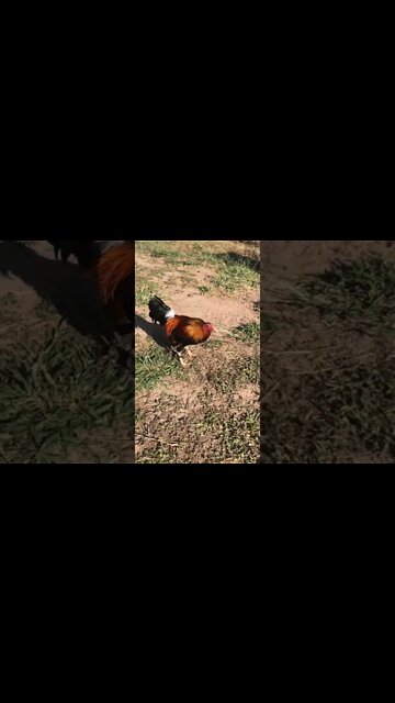 Sweaters @LivingWaterFarms247