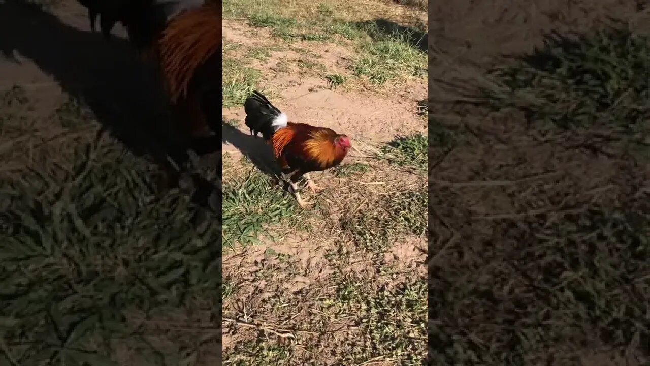 Sweaters @LivingWaterFarms247