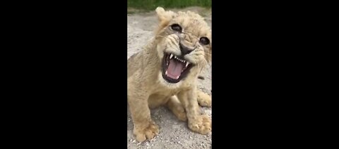 Baby lion cute roar. I capture this funny moment.