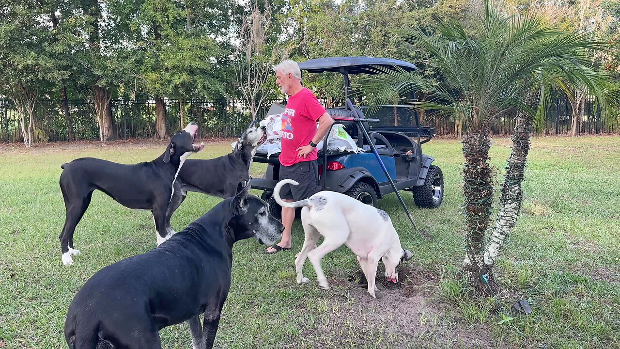 Four Funny Great Danes Complain Their " Landscraping " Holes Are Being Filled