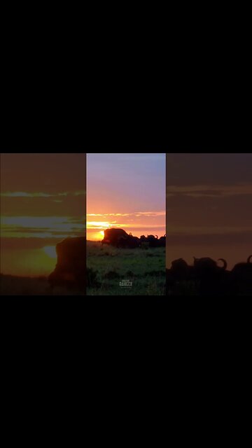 Buffalo Sunrise #Wildlife | #ShortsAfrica