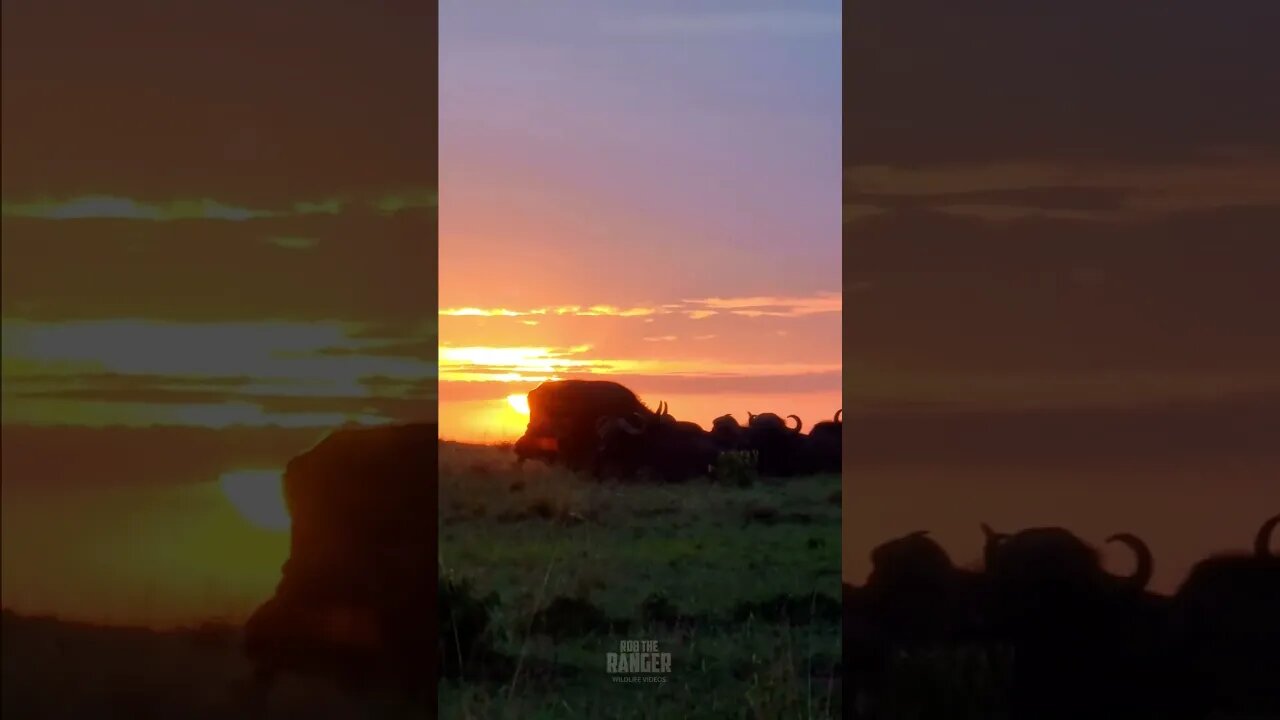 Buffalo Sunrise #Wildlife | #ShortsAfrica