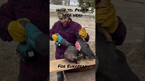 How To: Prep a Deer Head for European Mount