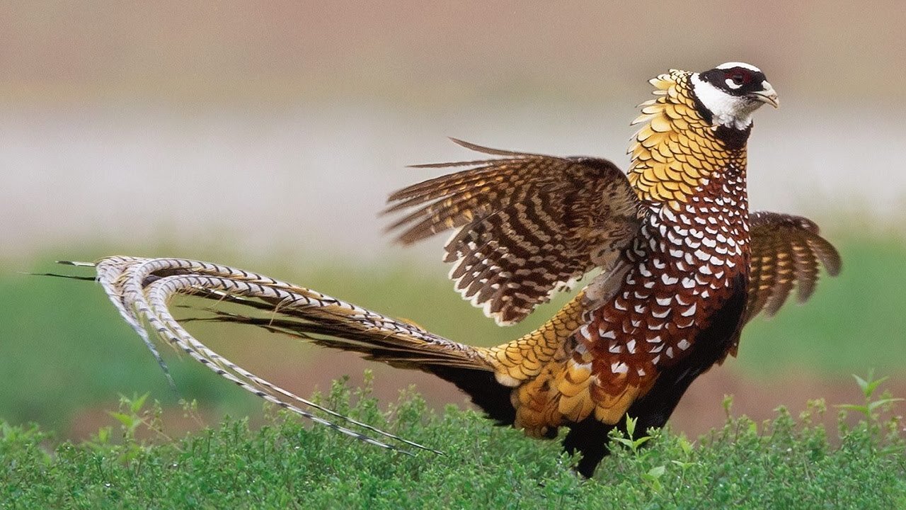 Boys dance and girl grazing I Reeves' pheasant (Syrmaticus reevesii)