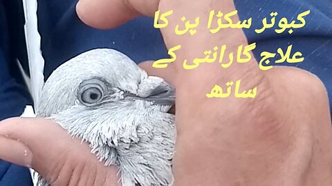 What do you want to give the pigeon when the weather changes?