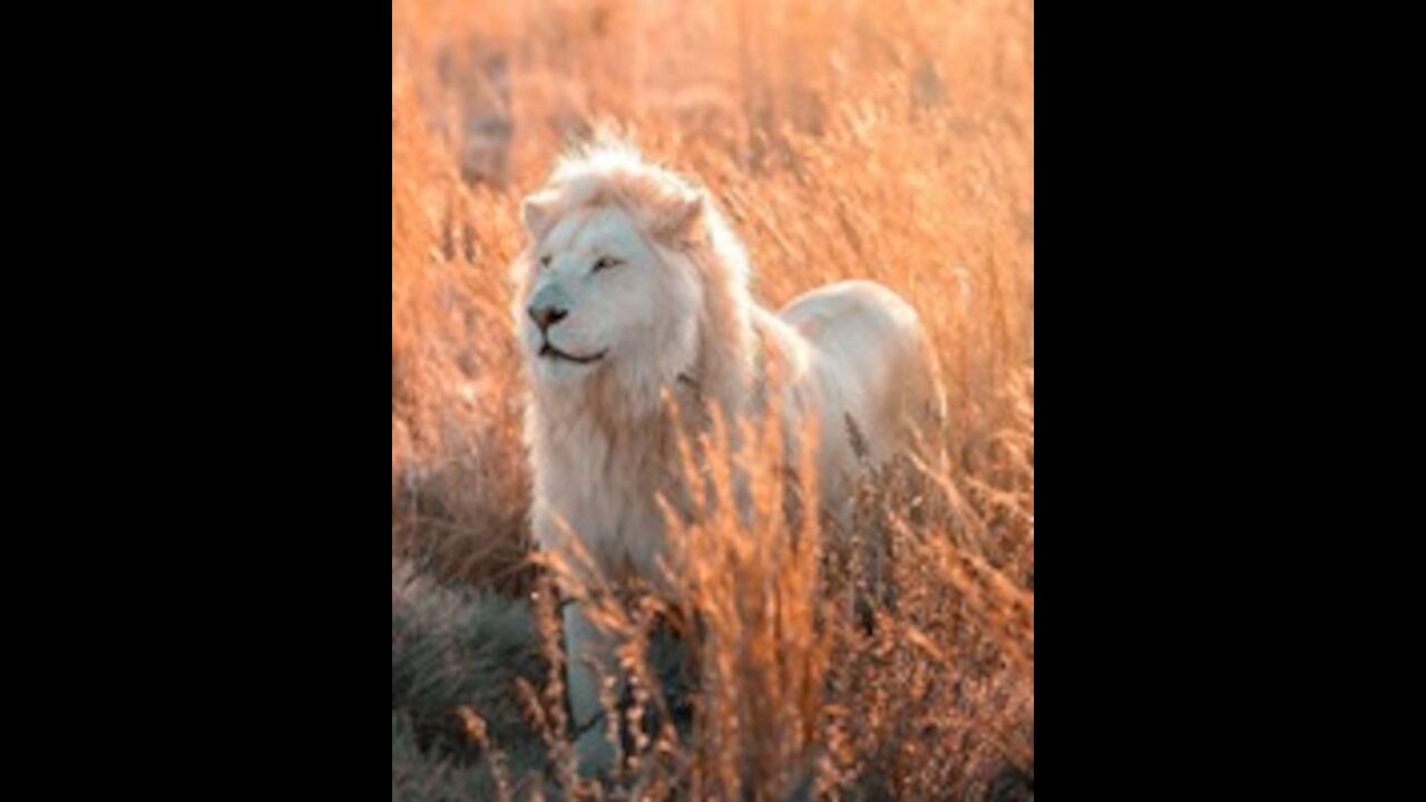 Beautiful images of the lion