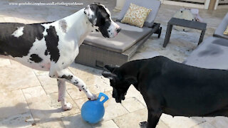 Funny Great Danes Enjoy Jolly Water Ball Fun