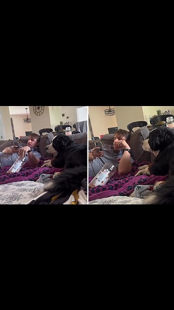 Snackish dog adorably tries to get owner's attention