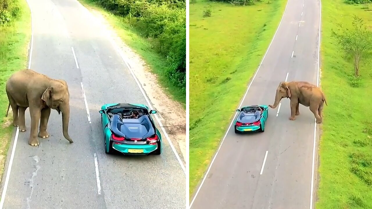 Wild elephant greets drivers on the road in Sri Lanka