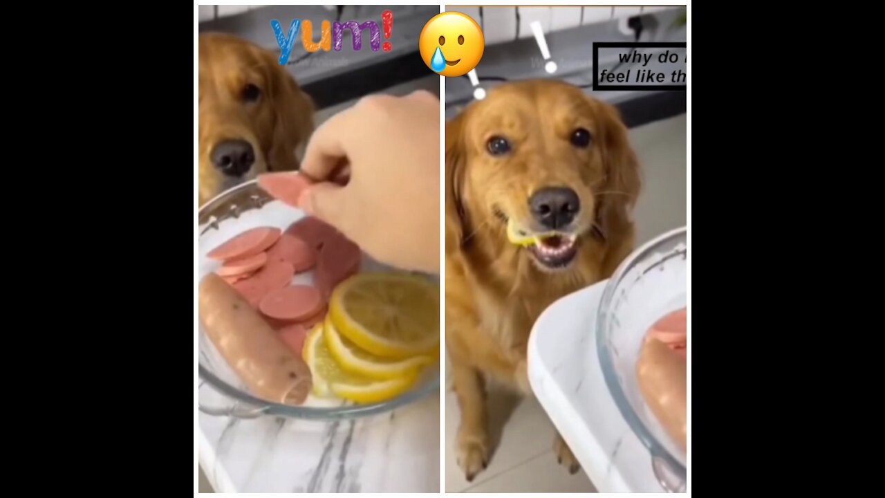 Giving a piece of lemon to my dog and watch his funny reaction😂