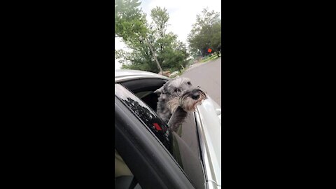 Beard to the wind with Fafner the Schnauer