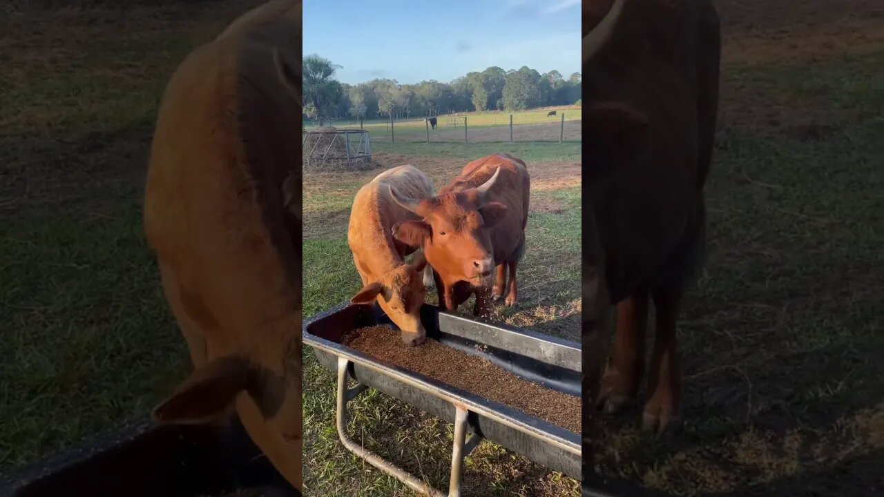 Feeding the cows and pigs #cows #cow #pigs #pig #pigfarmvideo #cattlefarm #shorts