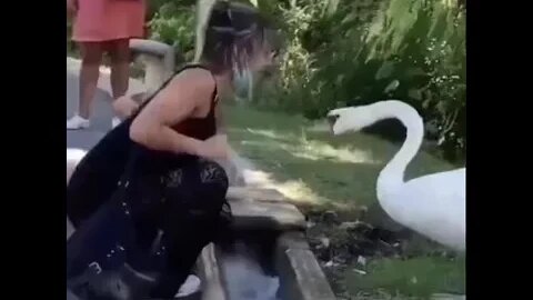 Put your mask on swan edition