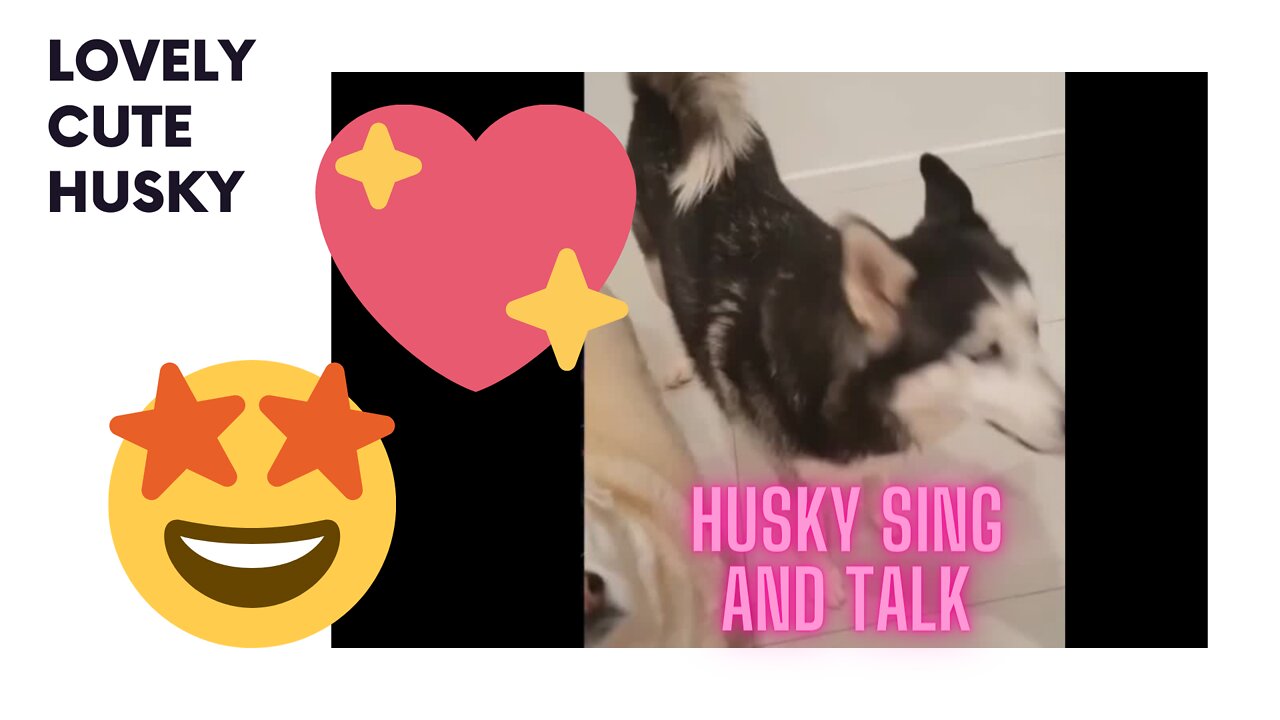 LOVELY CUTE HUSKY SING AND TALK