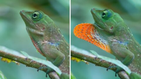 Green Tree Anole, Manuel Antonio National Park. Costa Rica.