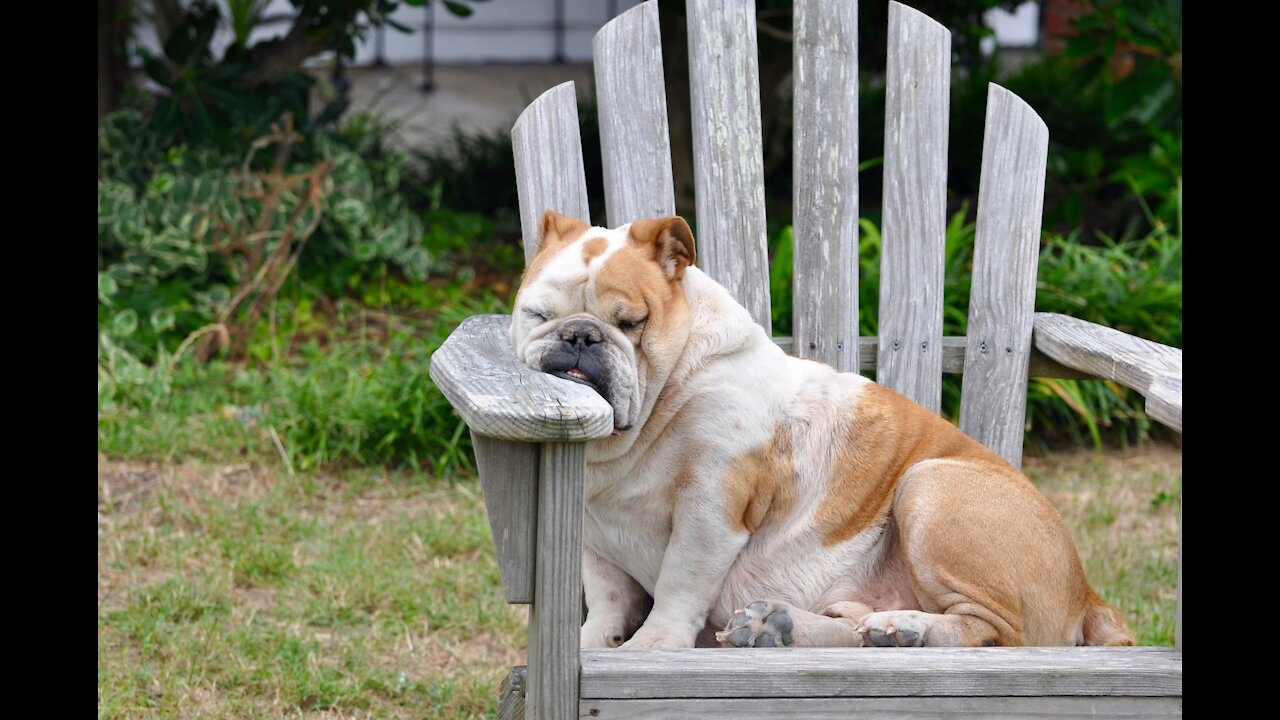 DOGS DOING FUNNY AND INTELLIGENT THINGS