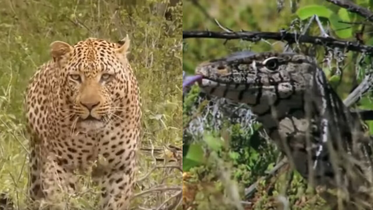 Leopard vs Monitor Lizard Real Fight