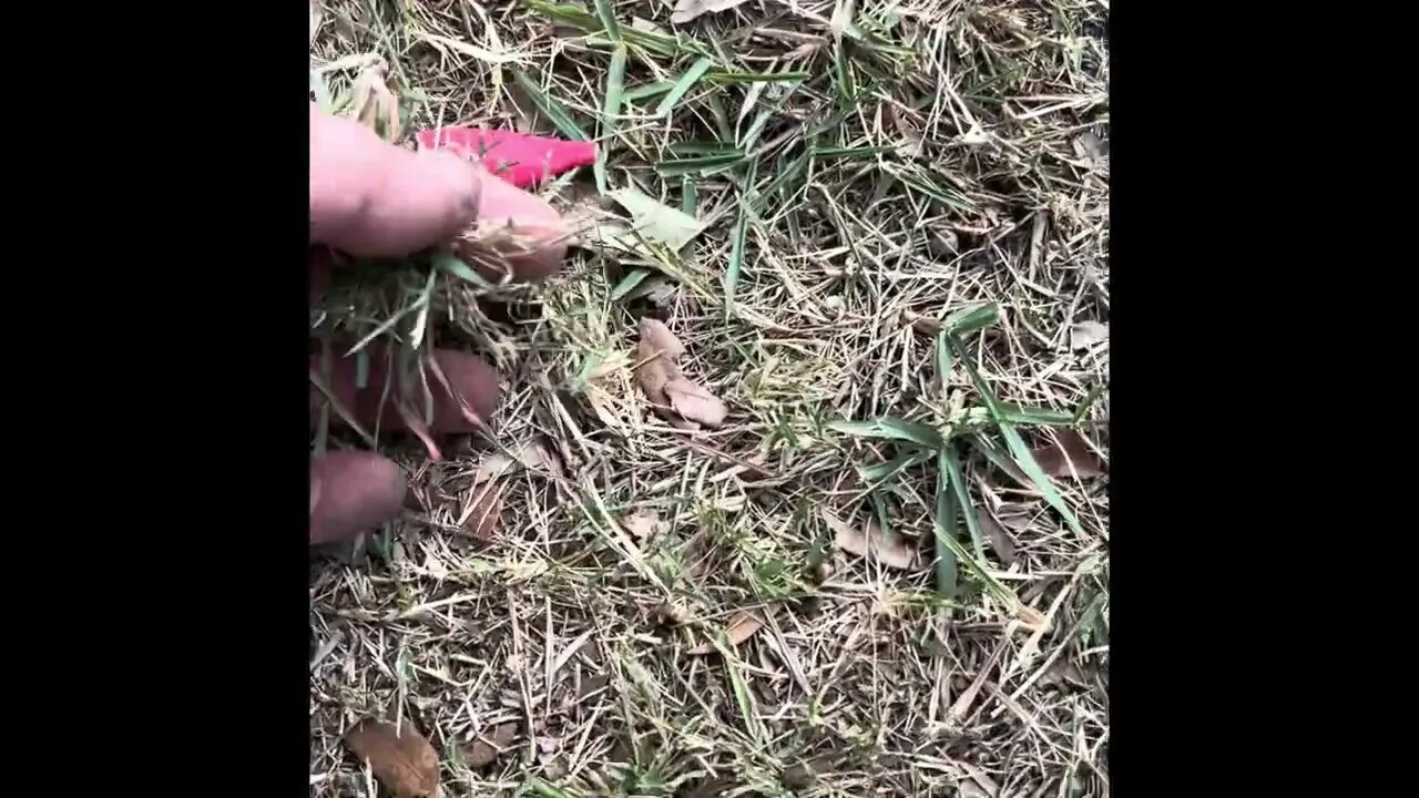 Planting Bermuda Tahoma 31 grass plugs to jump start growth