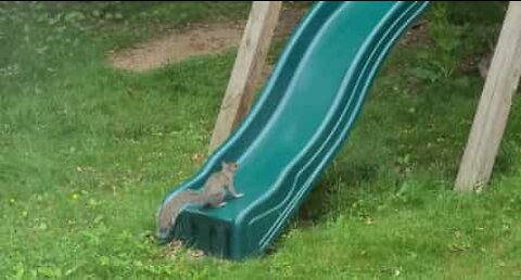 Squirrel has great fun playing on slide