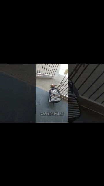 EU INDO EMBORA DE CASA COM 2 REAIS NO BOLSO 🤣🤣🤣