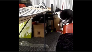 Cat jumping onto hammock leads to epic fail