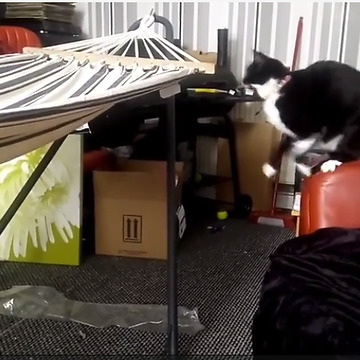 Cat jumping onto hammock leads to epic fail