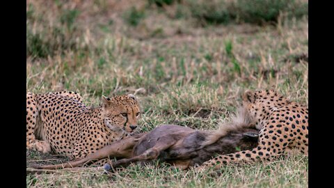 Cheetah Got His Favorite Dinner | OMG😲
