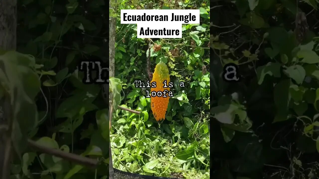 Ecuadorean Jungle Adventure #shorts #jungle