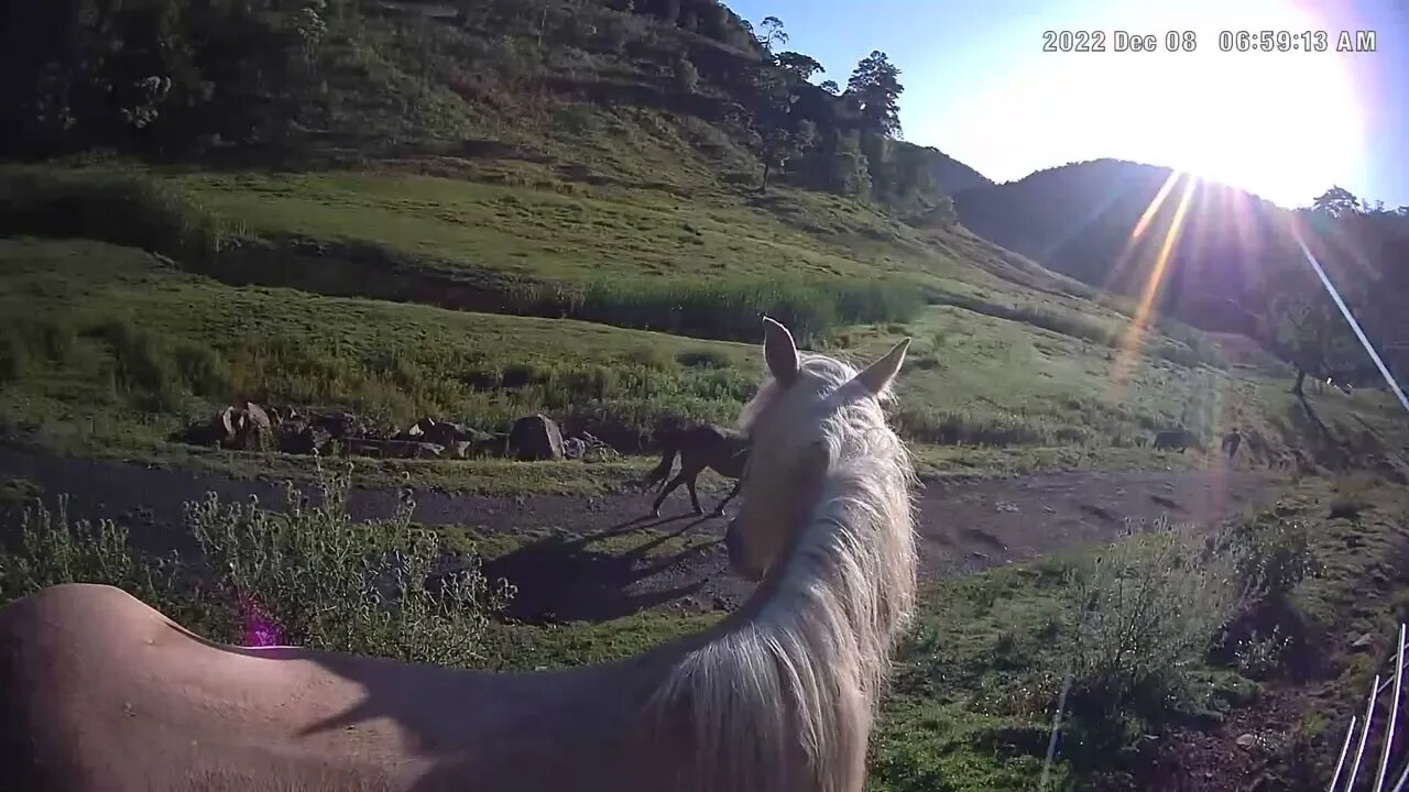 Beautiful palomino brumby in the morning