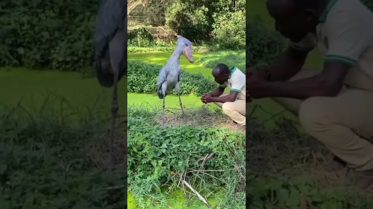 Shoebill - Pássaro Exótico