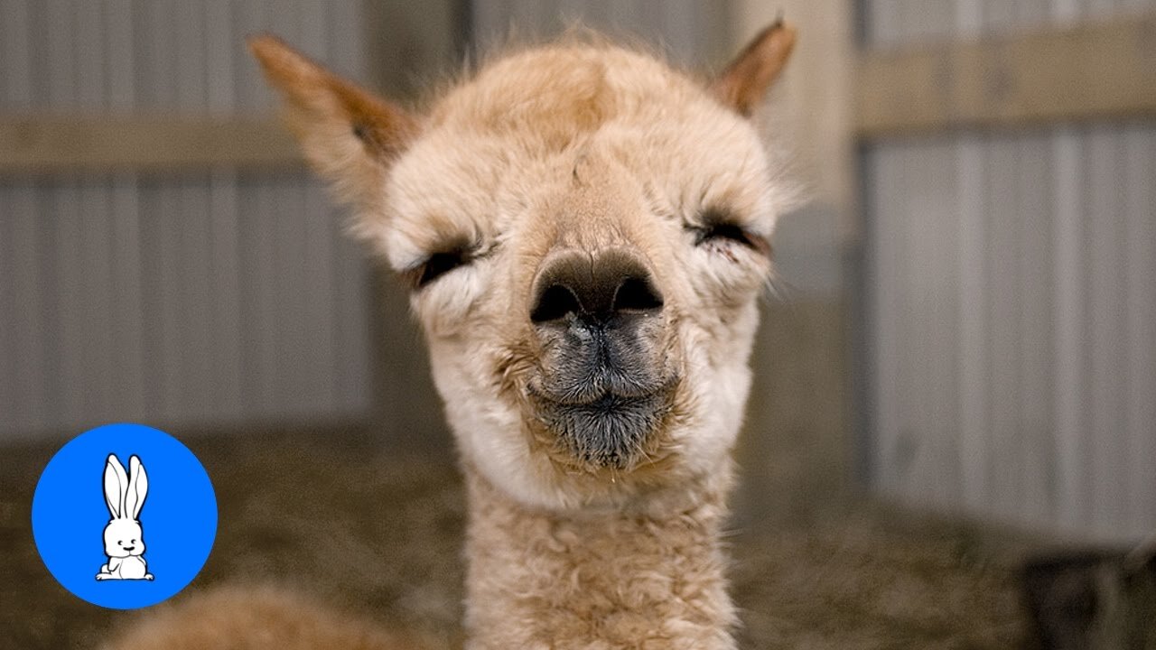 Furry Baby Alpacas - CUTEST Compilation