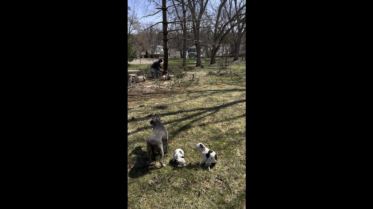Puppies watch me cut the tree down