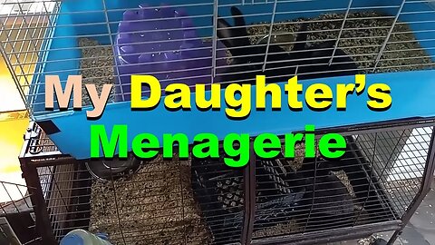 No. 1001 – My Daughter's Indoor Menagerie