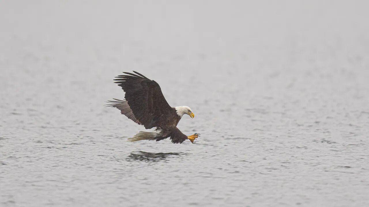 Bald Eagle on Foggy Morning, Sony A1/Sony Alpha 1, 4k