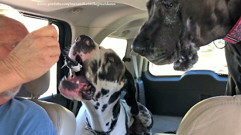 Funny Great Danes Love To Lick Vanilla Ice Cream Frosty