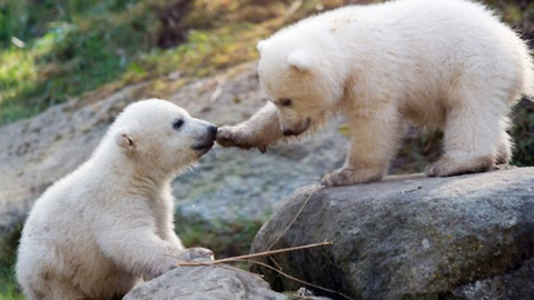 Polar Bear Cubs from Munich are Named Nela and Nobby