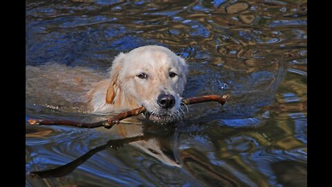 Teaching my dog to swim